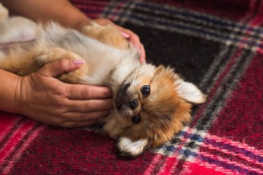 Şirin ve komik minik Pekin köpeği. En iyi insan arkadaş. Güzel altın köpek yavrusu