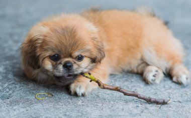 Küçük köpek yavrusu odun ısırıyor. Açık hava sahnesi, evcil hayvan davranışı konsepti.