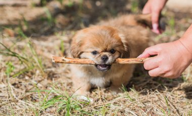 Küçük köpek yavrusu odun ısırıyor. Açık hava sahnesi, evcil hayvan davranışı konsepti.