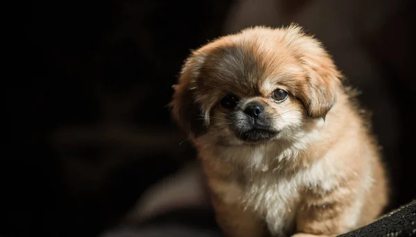Söt Och Rolig Liten Pekingese Hund Bästa Mänskliga Vän Ganska — Stockfoto