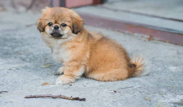 Şirin Komik Minik Pekin Köpeği Iyi Insan Arkadaş Güzel Altın — Stok fotoğraf