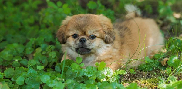 Милая Смешная Маленькая Пекинская Собака Лучший Друг Человека Золотой Щенок — стоковое фото
