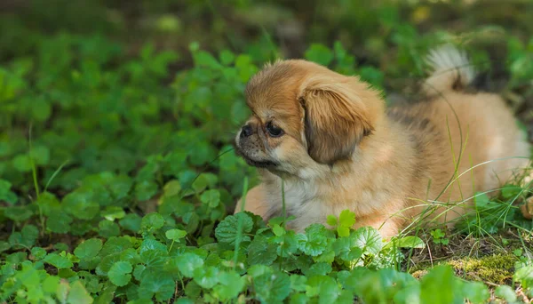 Netter Und Lustiger Kleiner Pekinese Hund Bester Menschlicher Freund Hübscher — Stockfoto