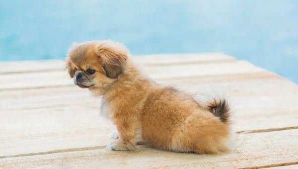 Lindo Divertido Perrito Pekinés Mejor Amigo Humano Bastante Perro Cachorro — Foto de Stock