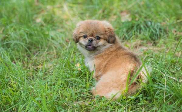 Милая Смешная Маленькая Пекинская Собака Лучший Друг Человека Золотой Щенок — стоковое фото