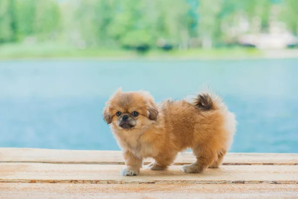 Cão Pekingese Bonito Engraçado Melhor Amigo Humano Bonito Cachorro Ouro — Fotografia de Stock