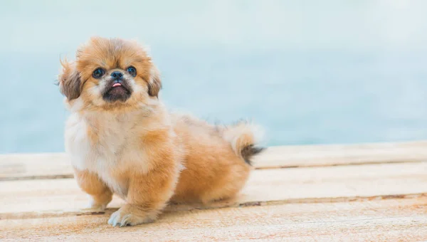 Roztomilý Zábavný Malý Pekingský Pes Nejlepší Lidský Přítel Hezký Zlatý — Stock fotografie
