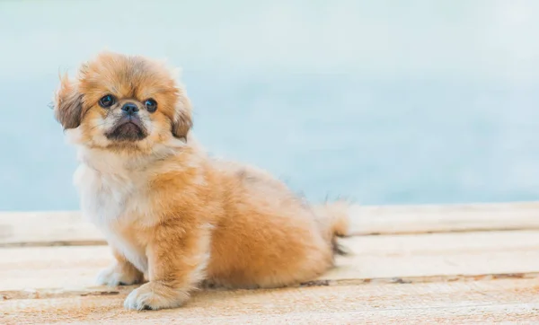 Lindo Divertido Perrito Pekinés Mejor Amigo Humano Bastante Perro Cachorro — Foto de Stock