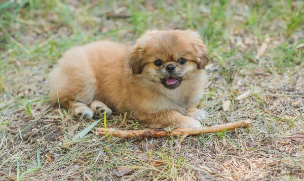 可愛くて面白い小さなペキン犬 人間の親友だ かなり黄金の子犬犬 — ストック写真