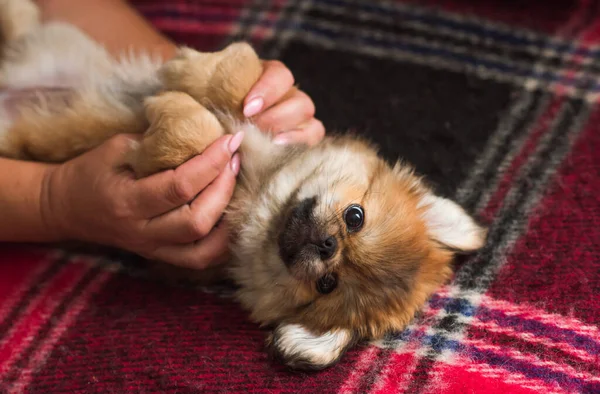 Leuke Grappige Kleine Pekingese Hondje Beste Menselijke Vriend Mooie Gouden — Stockfoto