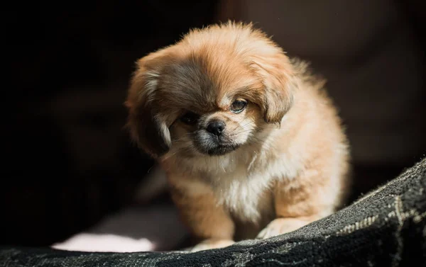 Şirin Komik Minik Pekin Köpeği Iyi Insan Arkadaş Güzel Altın — Stok fotoğraf