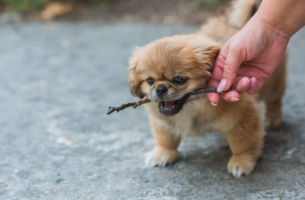 小狗咬木棍户外场景 宠物行为概念 — 图库照片
