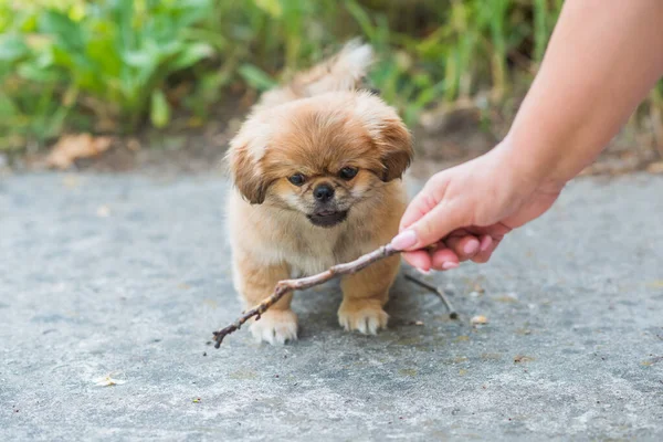 Kleine Puppy Bijten Houten Stok Outdoor Scene Huisdier Gedrag Concept — Stockfoto