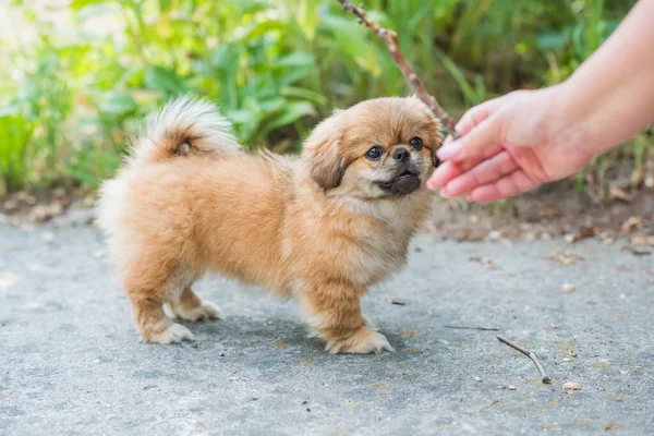 강아지무는 막대기 — 스톡 사진