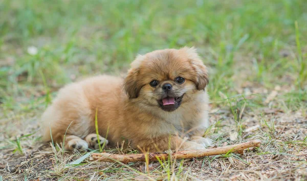 小さな子犬かむ木スティック屋外シーン ペットの行動の概念 — ストック写真