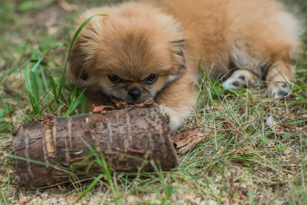 Tiny Puppy Biting Wood Stick Outdoor Scene Pet Behavior Concept — Stock Photo, Image