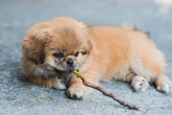 Tiny Puppy Biting Wood Stick Outdoor Scene Pet Behavior Concept — Stock Photo, Image