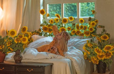 Bohem hippi kız, 60-70 'lerin atmosferi. Yatak odasında turuncu elbiseli bir kadın var.