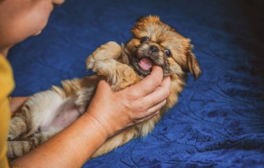 En iyi insan arkadaş. Evcil hayvan yaşam tarzının bir yansıması. Hayatın parçaları, küçük köpek yavrusu, evlatlık hayvanlar konsepti..