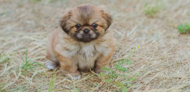 En iyi insan arkadaş. Evcil hayvan yaşam tarzının bir yansıması. Hayatın parçaları, küçük köpek yavrusu, evlatlık hayvanlar konsepti..