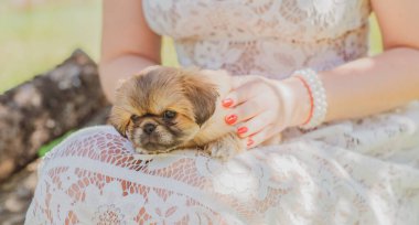 En iyi insan arkadaş. Evcil hayvan yaşam tarzının bir yansıması. Hayatın parçaları, küçük köpek yavrusu, evlatlık hayvanlar konsepti..