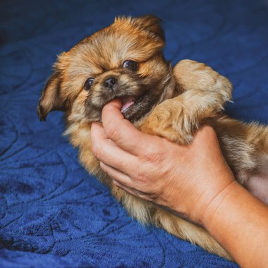 En iyi insan arkadaş. Evcil hayvan yaşam tarzının bir yansıması. Hayatın parçaları, küçük köpek yavrusu, evlatlık hayvanlar konsepti..