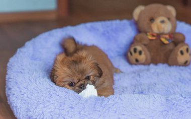 En iyi insan arkadaş. Evcil hayvan yaşam tarzının bir yansıması. Hayatın parçaları, küçük köpek yavrusu, evlatlık hayvanlar konsepti..