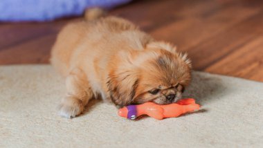 En iyi insan arkadaş. Evcil hayvan yaşam tarzının bir yansıması. Hayatın parçaları, küçük köpek yavrusu, evlatlık hayvanlar konsepti..