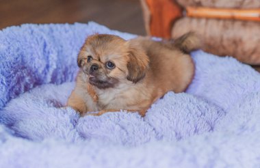 En iyi insan arkadaş. Evcil hayvan yaşam tarzının bir yansıması. Hayatın parçaları, küçük köpek yavrusu, evlatlık hayvanlar konsepti..