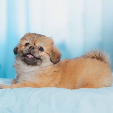 En iyi insan arkadaş. Evcil hayvan yaşam tarzının bir yansıması. Hayatın parçaları, küçük köpek yavrusu, evlatlık hayvanlar konsepti..