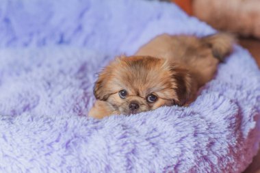 En iyi insan arkadaş. Evcil hayvan yaşam tarzının bir yansıması. Hayatın parçaları, küçük köpek yavrusu, evlatlık hayvanlar konsepti..
