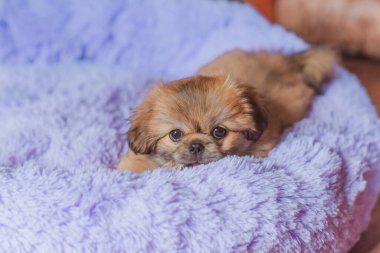 En iyi insan arkadaş. Evcil hayvan yaşam tarzının bir yansıması. Hayatın parçaları, küçük köpek yavrusu, evlatlık hayvanlar konsepti..
