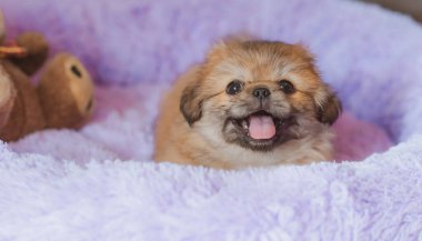 En iyi insan arkadaş. Evcil hayvan yaşam tarzının bir yansıması. Hayatın parçaları, küçük köpek yavrusu, evlatlık hayvanlar konsepti..
