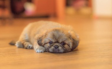 En iyi insan arkadaş. Evcil hayvan yaşam tarzının bir yansıması. Hayatın parçaları, küçük köpek yavrusu, evlatlık hayvanlar konsepti..