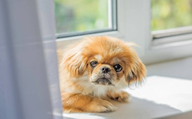 Sevimli ve komik genç Pekin köpeği neşeli. En iyi insan arkadaş. Gün ışığında sevimli köpek yavrusu