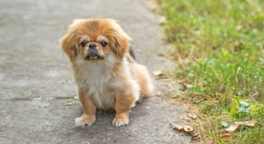 Sevimli ve komik genç Pekin köpeği neşeli. En iyi insan arkadaş. Gün ışığında sevimli köpek yavrusu