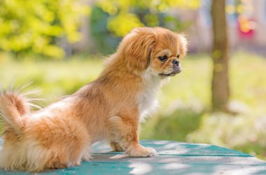 Sevimli ve komik genç Pekin köpeği neşeli. En iyi insan arkadaş. Gün ışığında sevimli köpek yavrusu