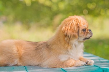 Sevimli ve komik genç Pekin köpeği neşeli. En iyi insan arkadaş. Gün ışığında sevimli köpek yavrusu