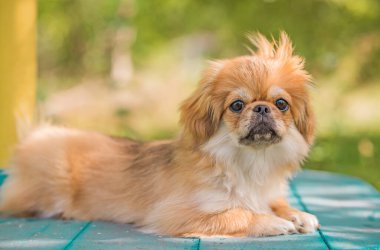 Sevimli ve komik genç Pekin köpeği neşeli. En iyi insan arkadaş. Gün ışığında sevimli köpek yavrusu