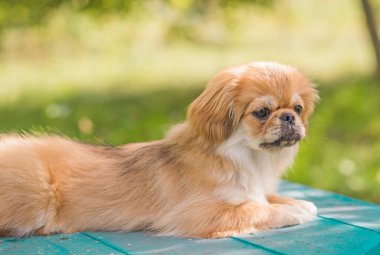 Sevimli ve komik genç Pekin köpeği neşeli. En iyi insan arkadaş. Gün ışığında sevimli köpek yavrusu