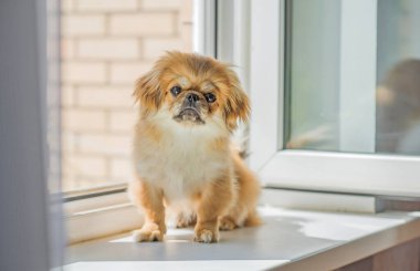 Sevimli ve komik genç Pekin köpeği neşeli. En iyi insan arkadaş. Gün ışığında sevimli köpek yavrusu