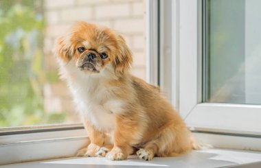 Sevimli ve komik genç Pekin köpeği neşeli. En iyi insan arkadaş. Gün ışığında sevimli köpek yavrusu