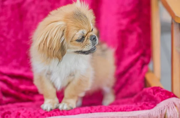 Söt Och Rolig Tonåring Pekingese Hund Glad Bästa Mänskliga Vän — Stockfoto