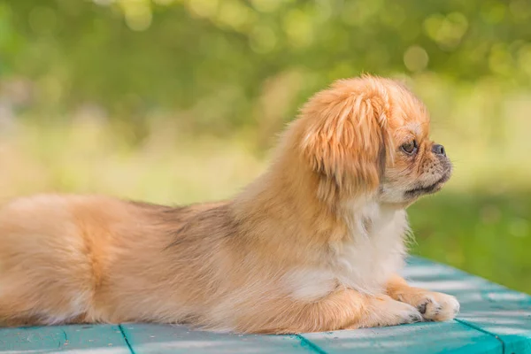 可爱和有趣的青少年Pekingese狗快乐 最好的人类朋友可爱的小狗在阳光下 — 图库照片