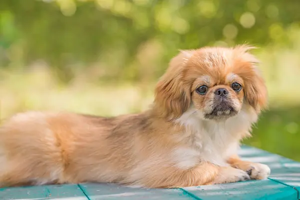 Bonito Engraçado Adolescente Pekingese Cão Alegre Melhor Amigo Humano Bonito — Fotografia de Stock