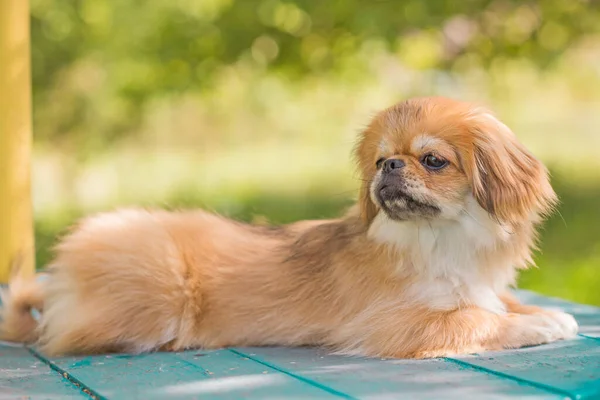 Söt Och Rolig Tonåring Pekingese Hund Glad Bästa Mänskliga Vän — Stockfoto