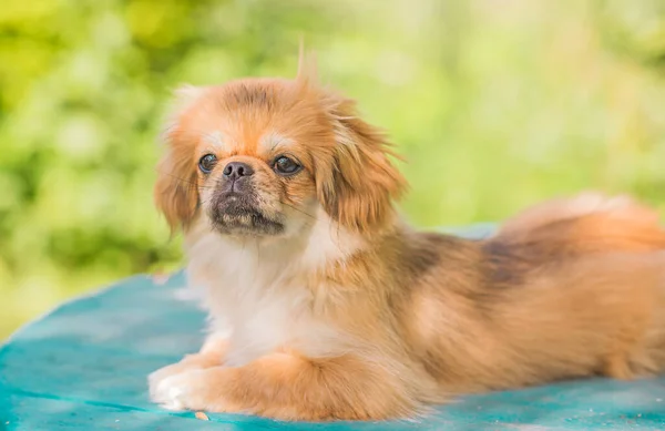 Bonito Engraçado Adolescente Pekingese Cão Alegre Melhor Amigo Humano Bonito — Fotografia de Stock