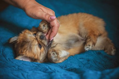 Şirin ve komik küçük Pekin köpeği evde neşeli. En iyi insan arkadaş. Güzel köpek yavrusu.  