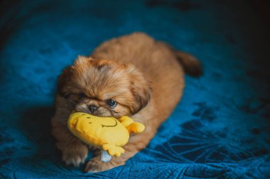 Şirin ve komik küçük Pekin köpeği evde neşeli. En iyi insan arkadaş. Güzel köpek yavrusu.  