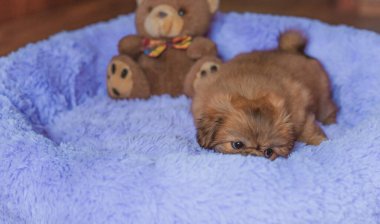 Şirin ve komik küçük Pekin köpeği evde neşeli. En iyi insan arkadaş. Güzel köpek yavrusu.  